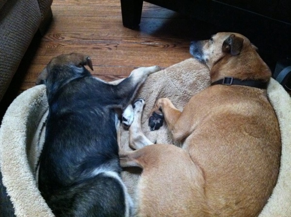 Baylor and Wallace taking a nap together.
