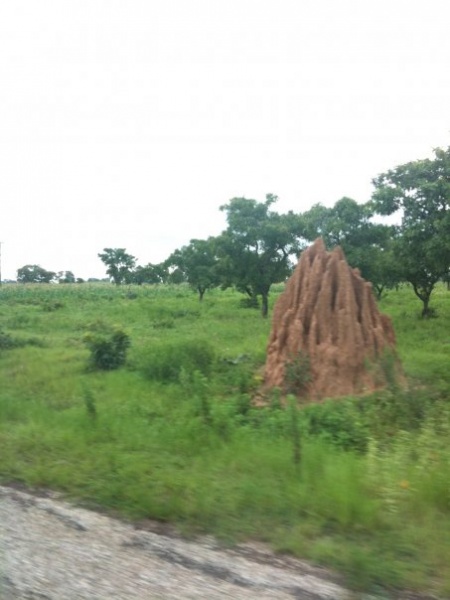 An ant hill on the side of the road.
