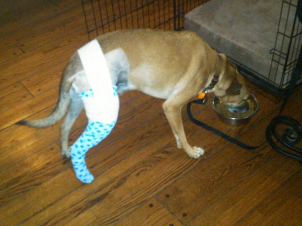 Wallace tore a ligament in his knee and had to have surgery. Well wishes for Wallace.
